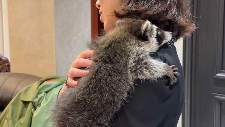 Raccoon Rocket came to my house as a guest, and he didn’t bring his cannon.