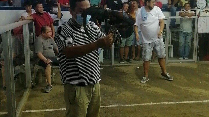 Tanggal wingband ng kalaban💪