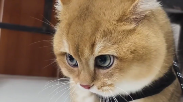 Kucing: Aku sudah berusaha sekeras mungkin buat ngomel!