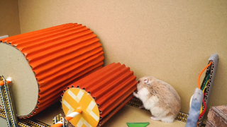 ภารกิจของหนูแฮมสเตอร์ EP 238