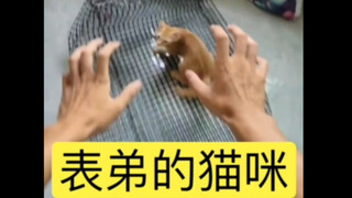 This is my first time raising a cat. Could you please help me see if this is the right way to pet a 