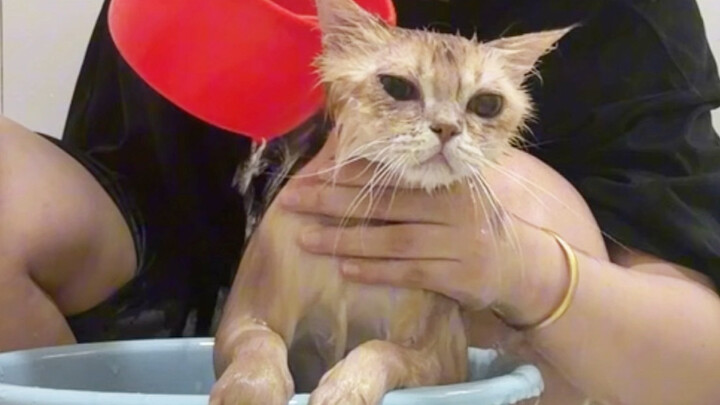 Video mandi kucing kecil telah tayang – episode Bangbang
