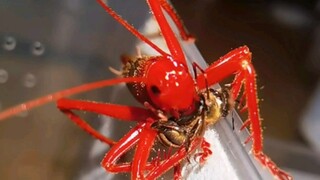Aku pakai itu buat adu jangkrik sama bapak tua di bawah. Kenapa dia blokir aku?
