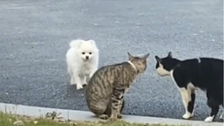 Chó: Tôi… tôi chỉ đi ngang qua thôi