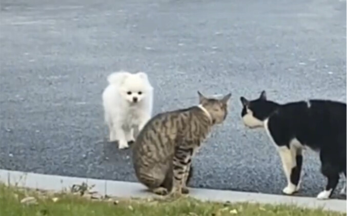 狗：我…我就是路过