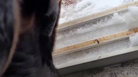 Can this cat escape safely?