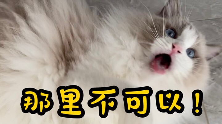 The internet’s most good-natured Ragdoll cat was driven to fiercely lash out—apparently because some