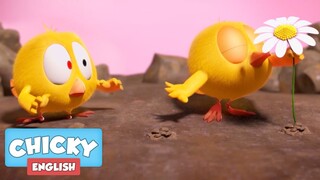Where's Chicky? Funny Chicky 2020 | MAGIC FLOWER | Chicky Cartoon in English for Kids