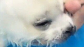 【短视频】变成海豹惹【天曰小雏】