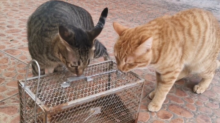 Master Miao: Don’t be scared, little mouse! We don’t catch mice.