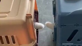 Kita berdua adalah "kucing" yang terdampar di dunia