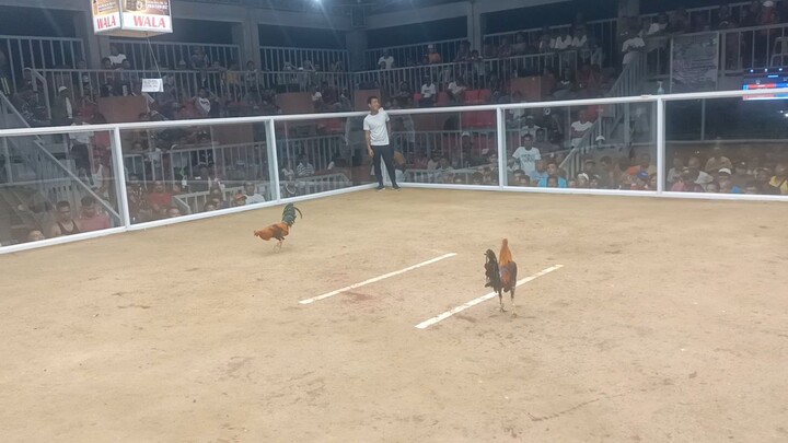 5 stag derby Pitogo CSUGF