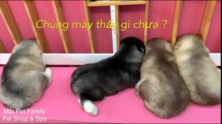 4 Em Chó Con Cắm Đầu Xuống Hố Và Sự Thật Không Ngờ Phía Sau- Mật Pet Family