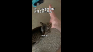 Little Tabby: No one told me it was buy one, get one free 😦