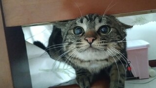 Kenapa kamu galak banget! Aku kan cuma kucing kecil!