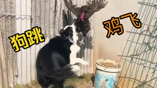 May I ask, is this Border Collie herding chickens, or does it want to eat them?