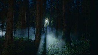 Sequoia Night ~ The Hidden Forest