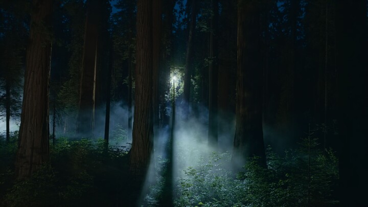 Sequoia Night ~ The Hidden Forest