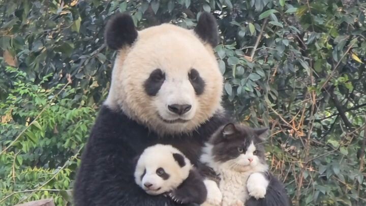lovepanda