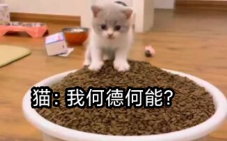 ซื้ออาหารแมวครั้งแรก จัดเตรียมให้น้องแมวเล็กน้อย