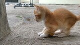 anak kucing oren bermain bersama (keluarga anabul pingwi dan once)