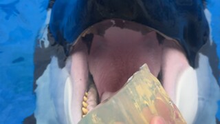 วาฬเพชฌฆาตกินแบบเงียบๆ