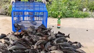 Membasmi spesies asing, khusus memakan telur ikan, membersihkan saluran air untuk menjaga keseimbang
