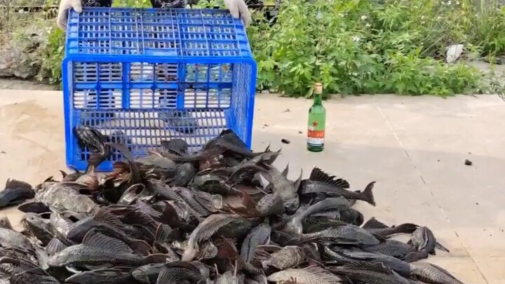 Membasmi spesies asing, khusus memakan telur ikan, membersihkan saluran air untuk menjaga keseimbang