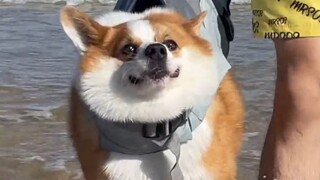 عندما تصل مقطع فيديو عادي إلى أيدي مدونين مختلفين