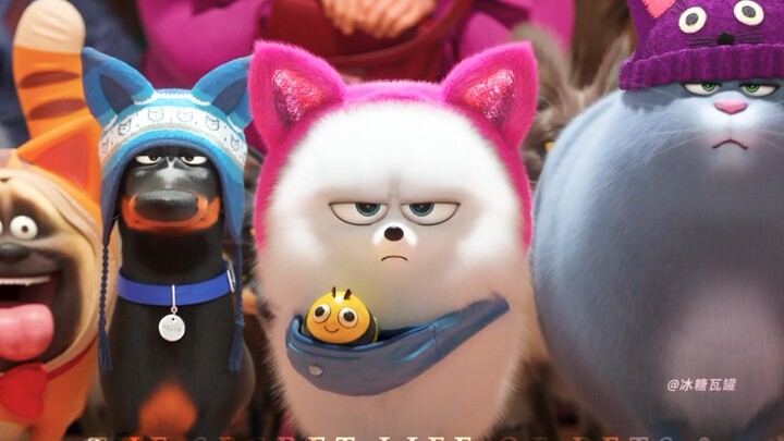 How Did the Dog Become the Cat Queen?! (Part 1)