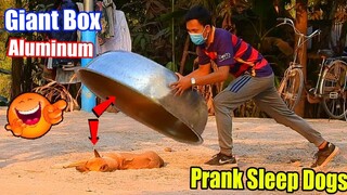 Aluminum Box Prank Dog Sleeping Very Funny Must Watch Most Funny - Must Watch Very Funny Comedy