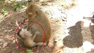 Ohh MG!! Poor Baby Lola Cry Loudly Because Mom Hurt Her, So Pity My Princess Baby Monkey Lola