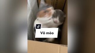 36 kế chạy là thượng sách meo cat trending