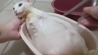 This poached chicken must have a lot of spices stuffed inside its belly, huh?