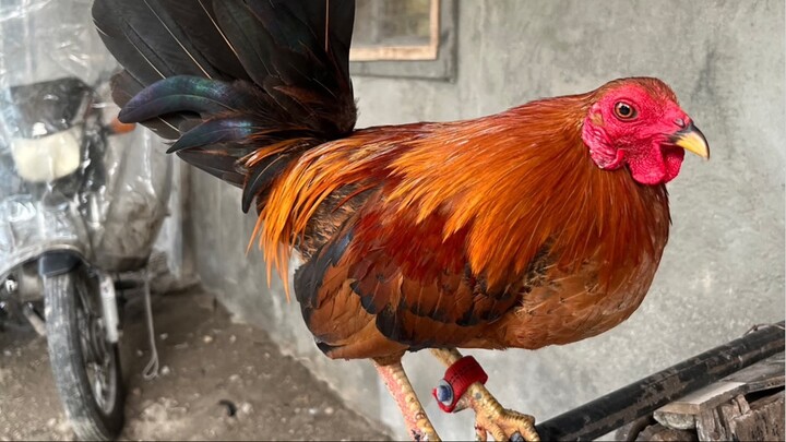 5th Win Standard Bantam 9months! Dehado tayo sa tanda laki at katawan