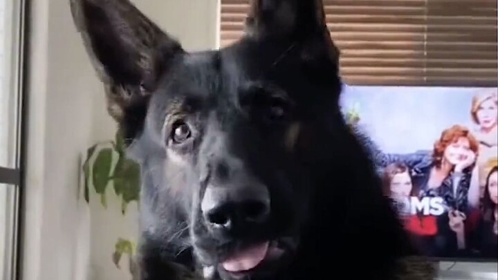 “หมาตำรวจเกษียณ : มีอะไรหรือเปล่า พูดไม่เบื่อ!!”