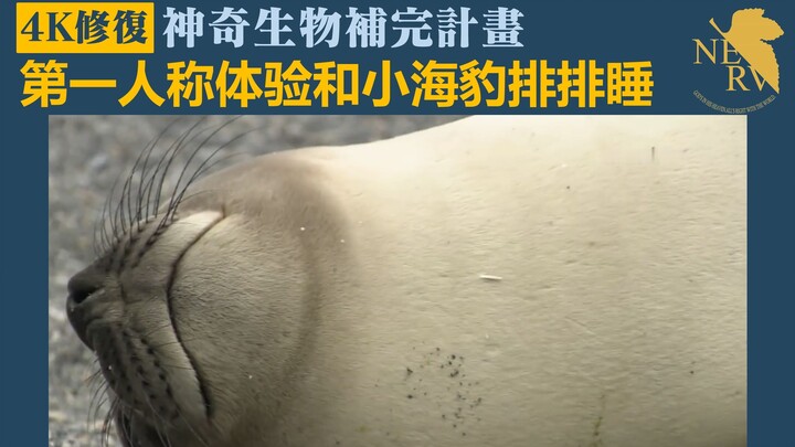 【4K Ultra HD】Pengalaman sudut pandang orang pertama: Tidur berbaris bersama anjing laut kecil — Renc
