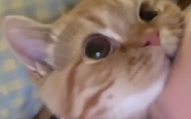 Aku benar-benar suka kucing yang manja dan clingy!