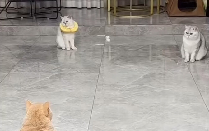 Lihat, Piala Dunia para kucing telah tiba