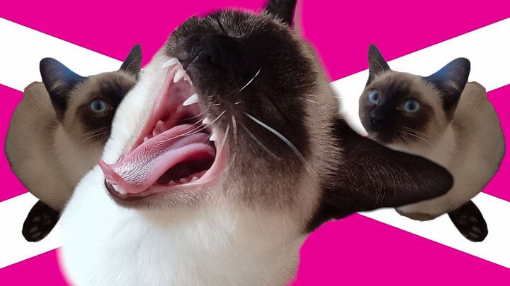 Hip, but it’s my logic cat!