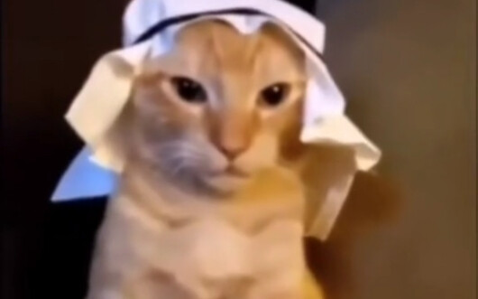 Kucing Arab