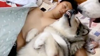 Tidak ada sebutir makanan anjing pun yang diterima dengan sia-sia!