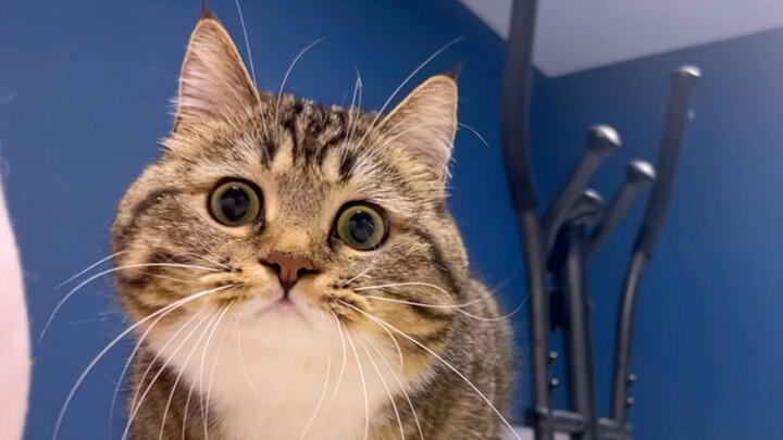 เจ้าเหมียวกระตุกเฟรม ออกโรง!