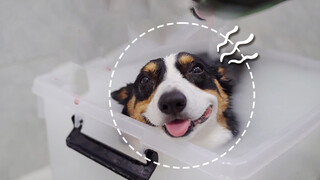 Dog|Corgi in Bath
