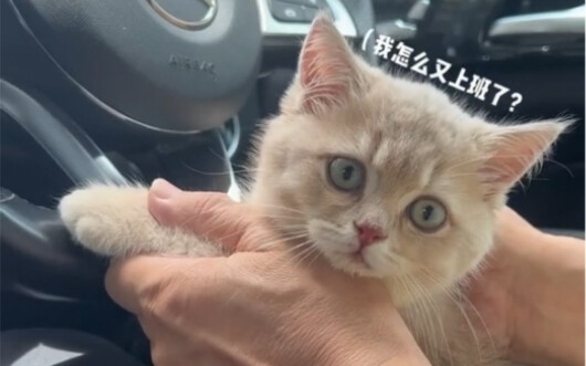 Mèo con trải nghiệm 100 nghề: Tài xế riêng