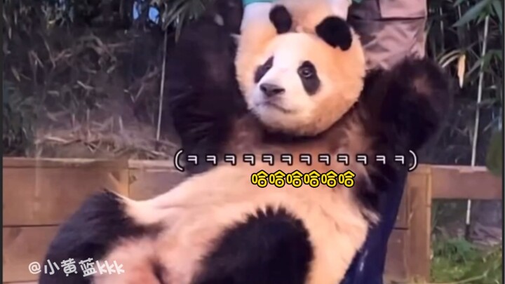 พอคุณปู่วางมือปุ๊บ ฟู่เป่าก็รีบจับมือคุณปู่ขึ้นมาทันที_(:_」∠)_ สองปู่หลานช่างน่ารักอะไรเช่นนี้ (⁎⁍̴̛