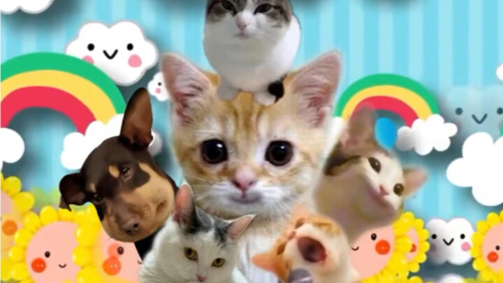 Happy happy pets