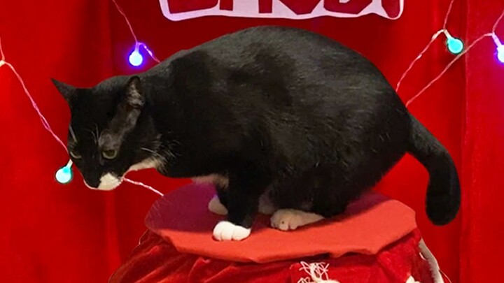 搓脚大舞台，有胆你就来！全网最火搓脚猫它来了！