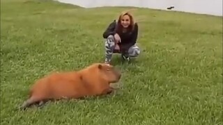 Don’t touch a capybara in the wild just because it looks gentle and friendly, or this will happen!