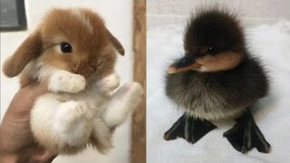 Cute baby animals Videos Compilation Cute moment of the animals - Cutest Animals #7